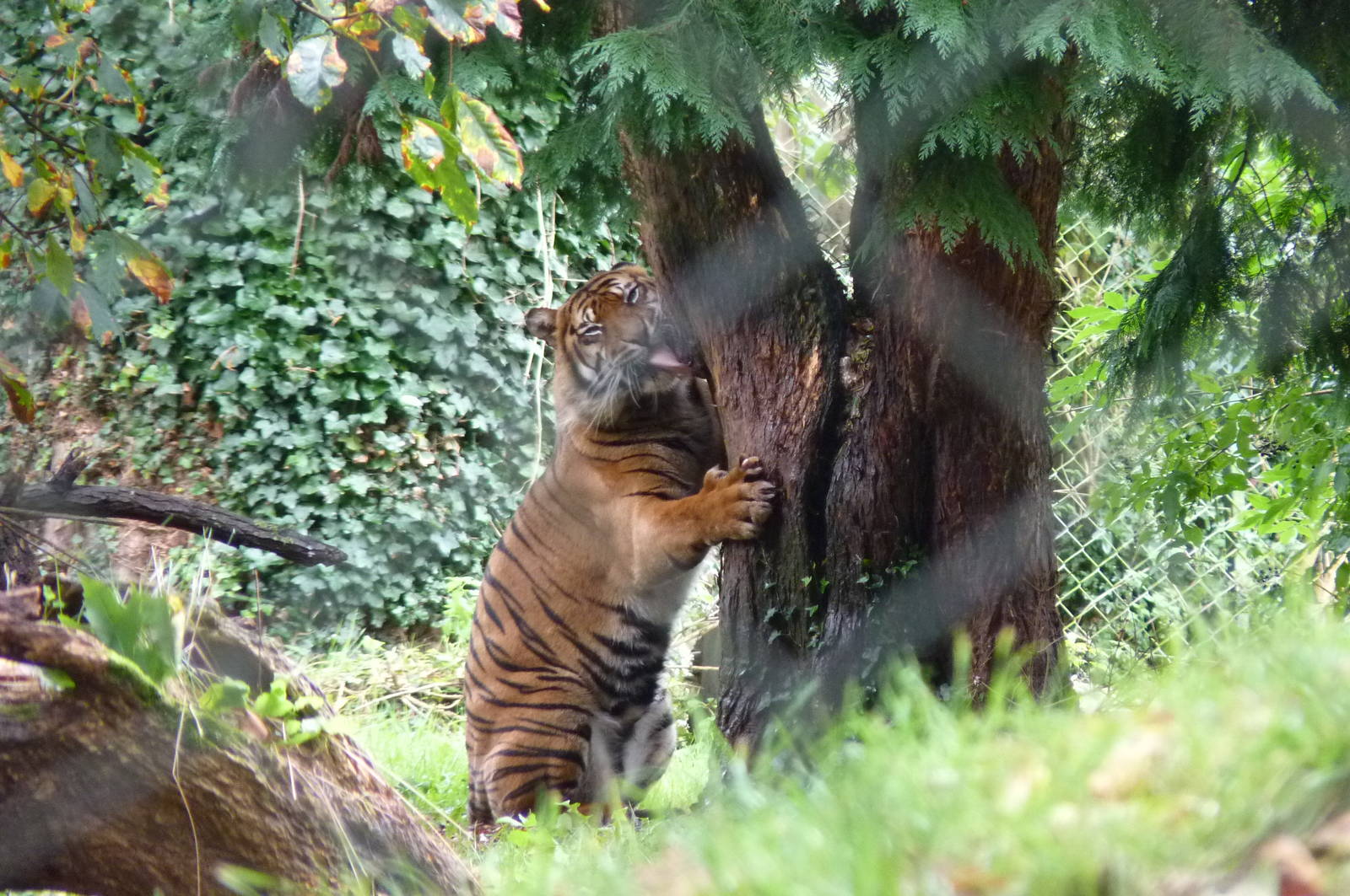 Sumatran Tiger, 5 October 2012