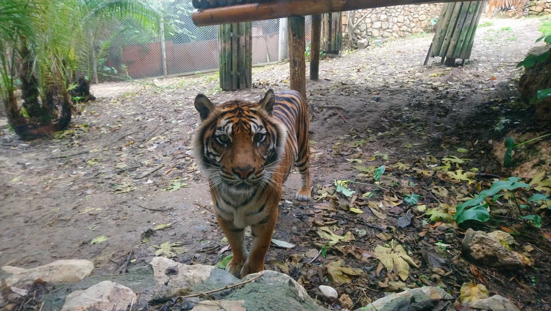 Sumatran Tiger 5