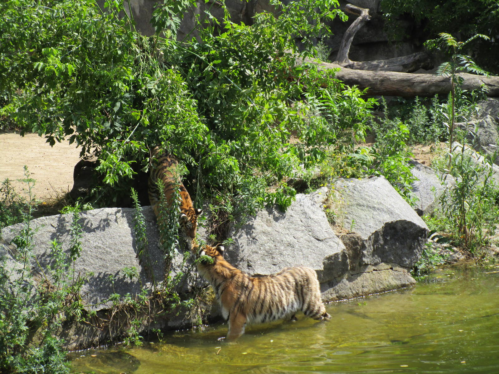 Sumatran Tiger - 6/7/15