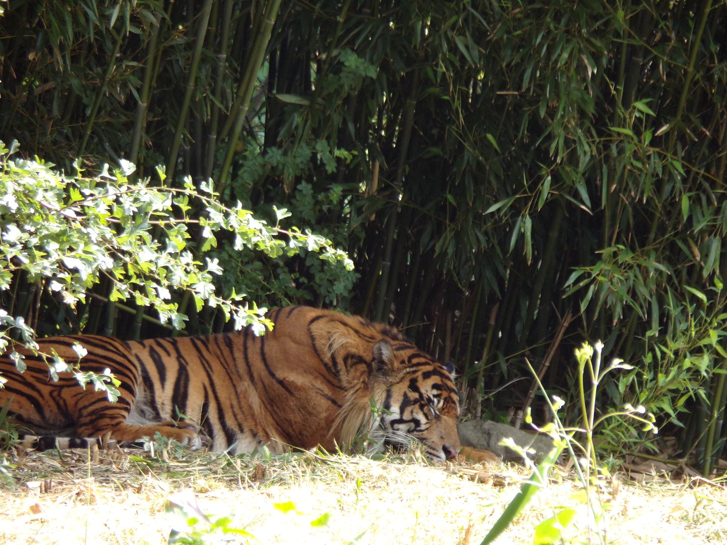 Sumatran tiger 6.7.23