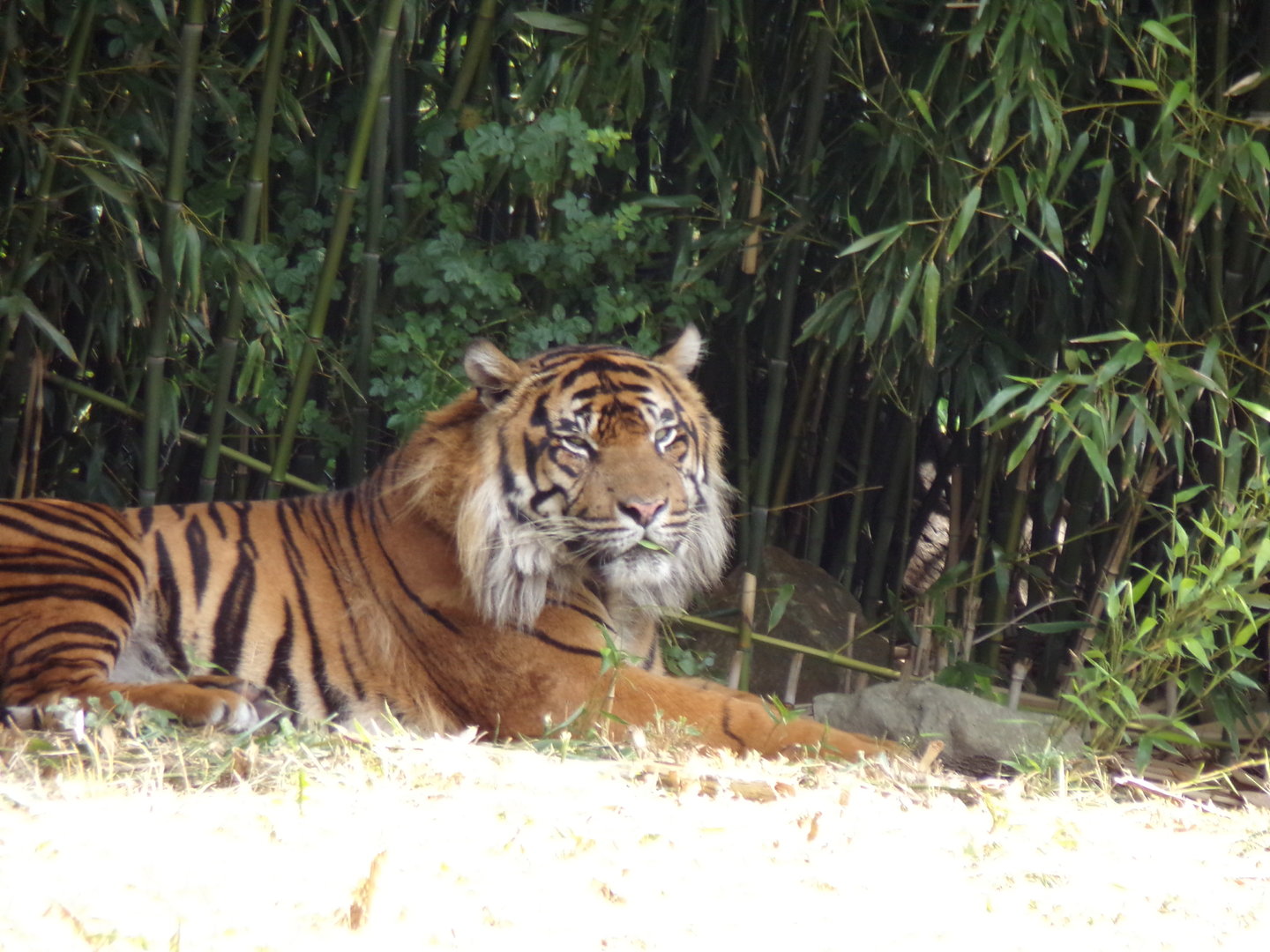 Sumatran tiger 6.7.23