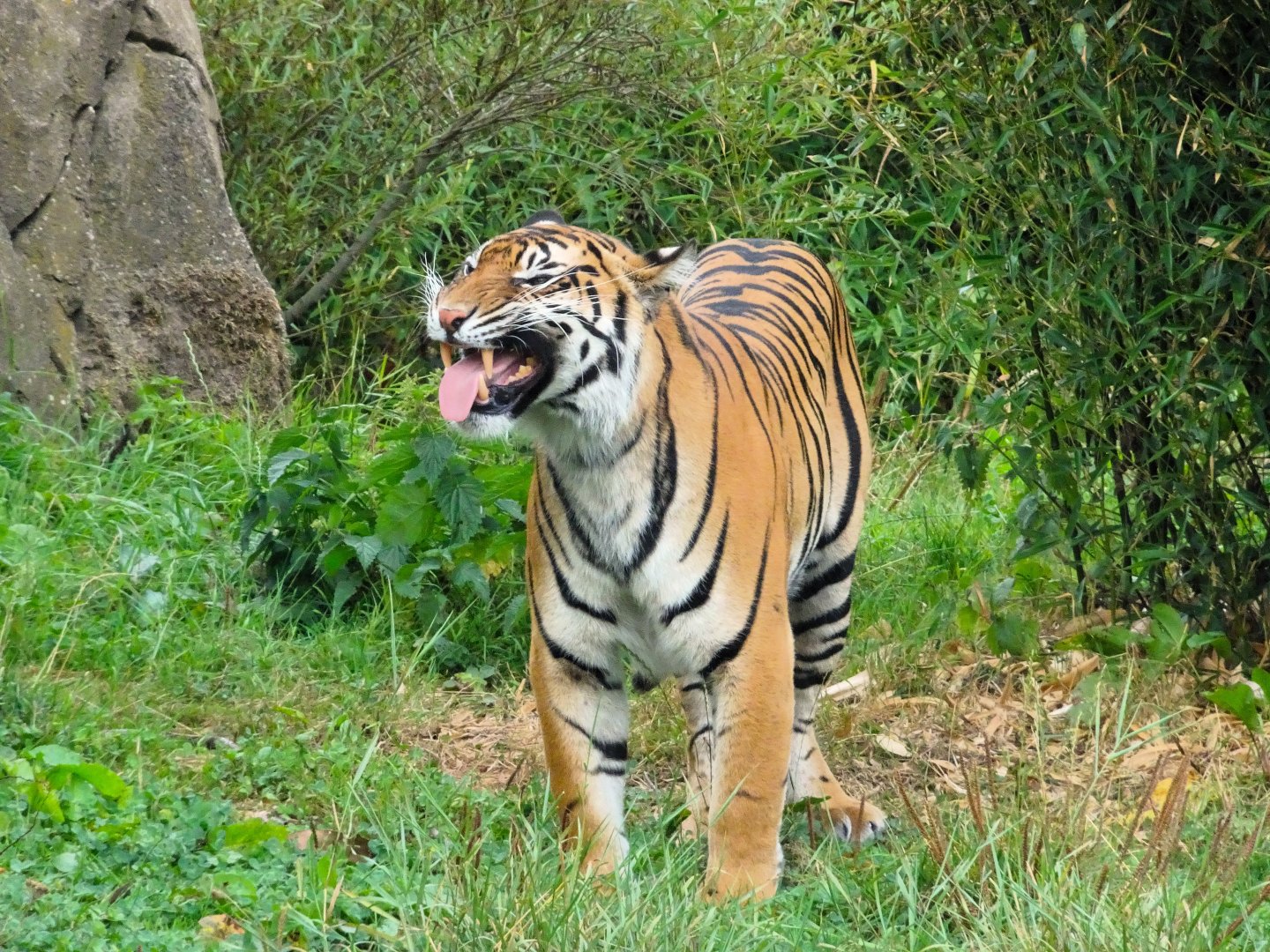 Sumatran Tiger 6 September 2025