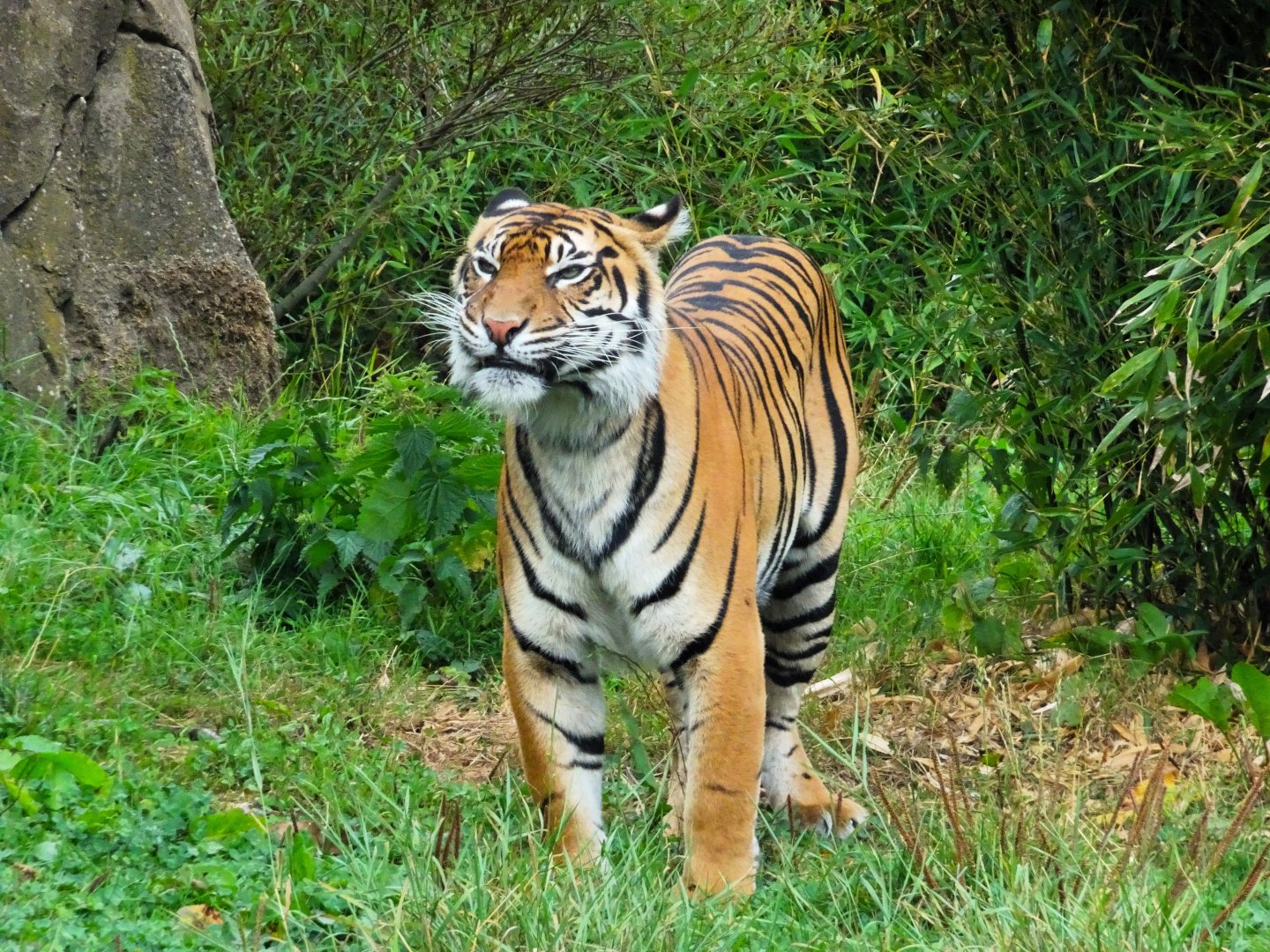 Sumatran Tiger 6 September 2025
