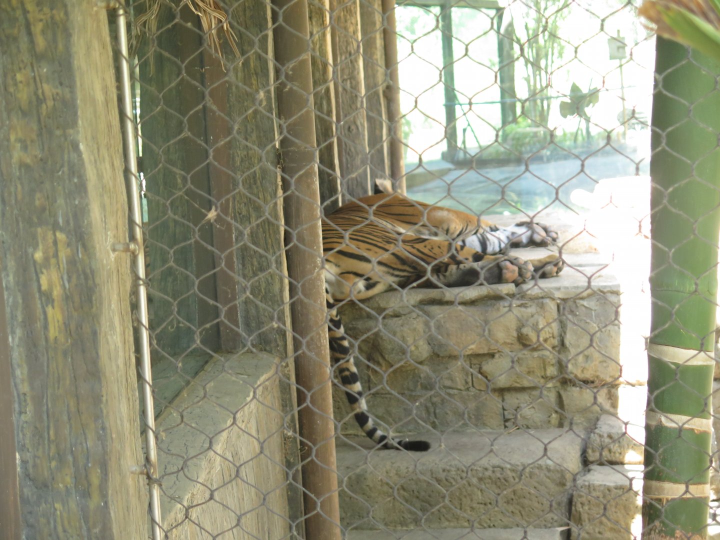Sumatran Tiger(8/23/2024)