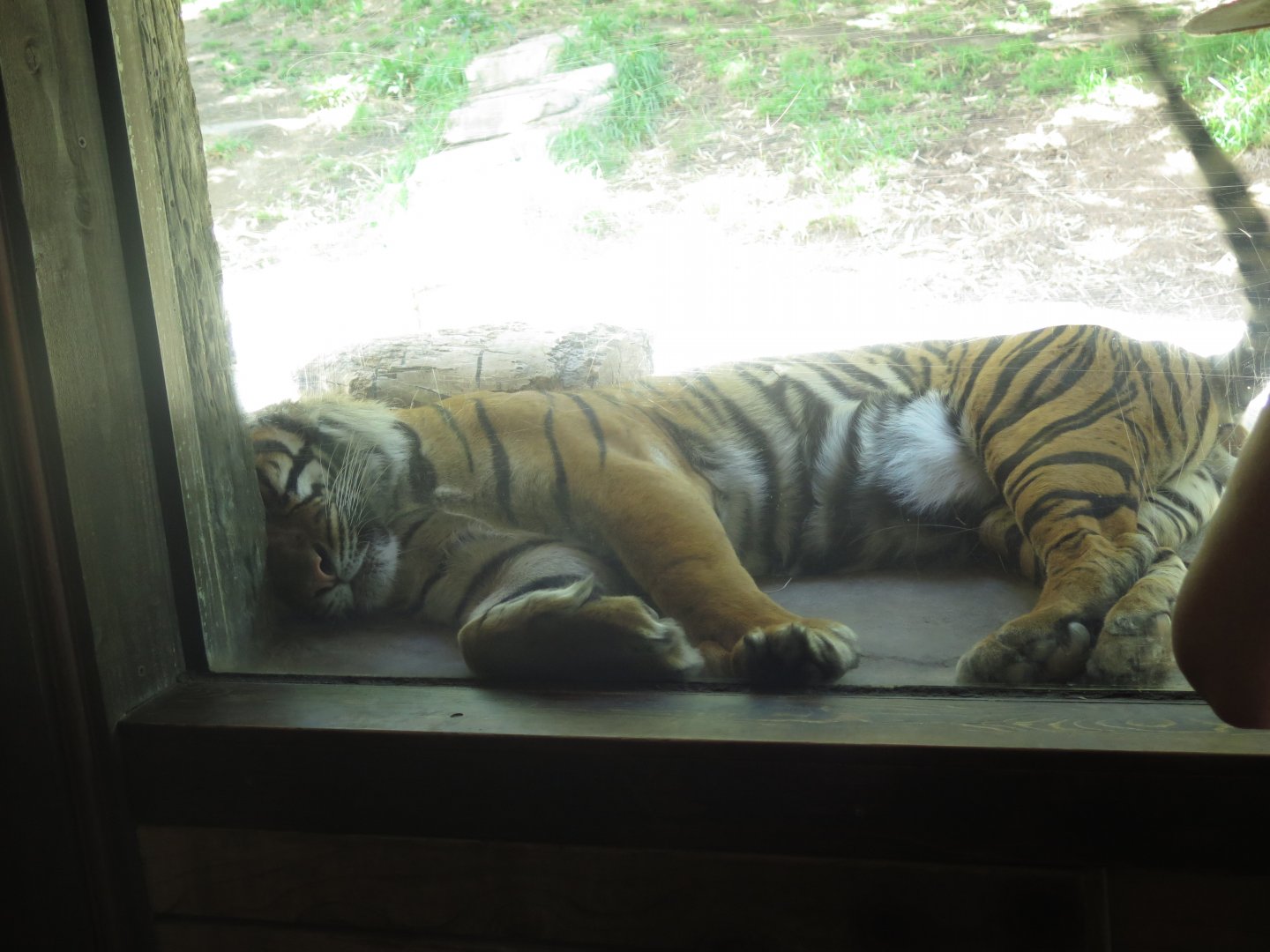 Sumatran Tiger(8/23/2024)