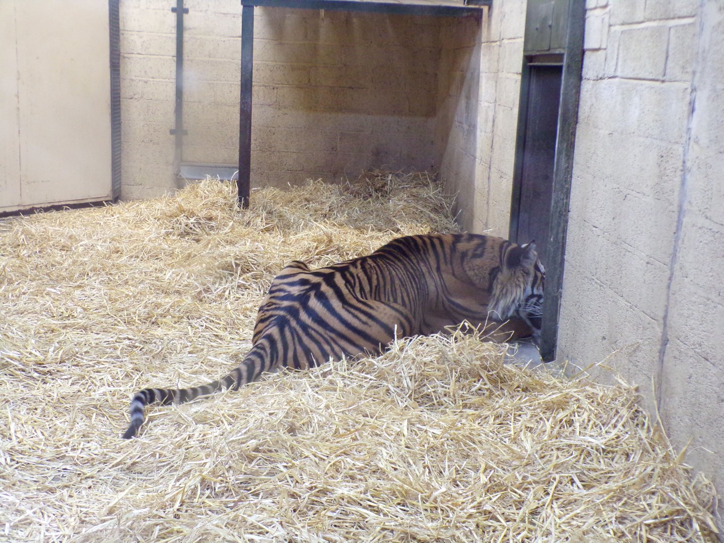 Sumatran tiger 9.12.23