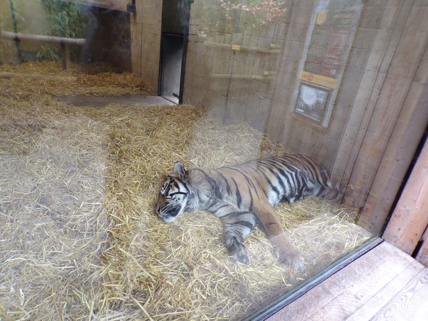 Sumatran tiger 9.4.24
