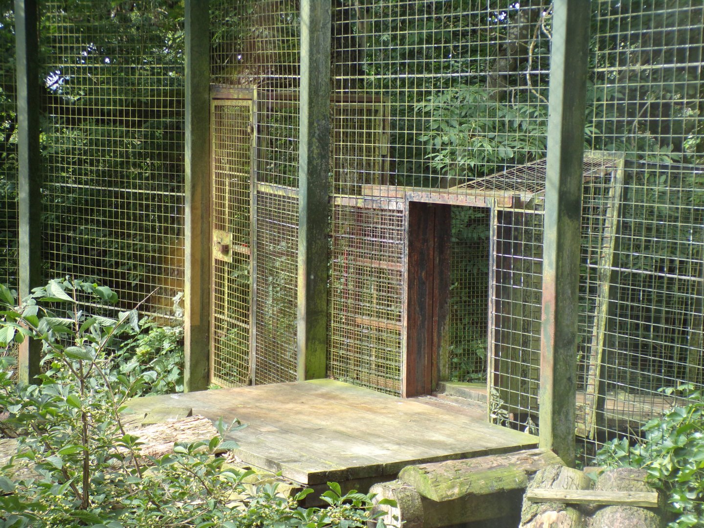 Sumatran tiger access tunnel to other enclosure 19.7.23
