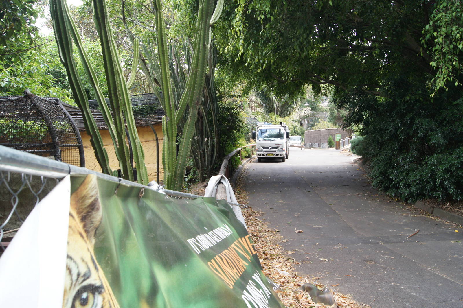 Sumatran Tiger Adventure progress