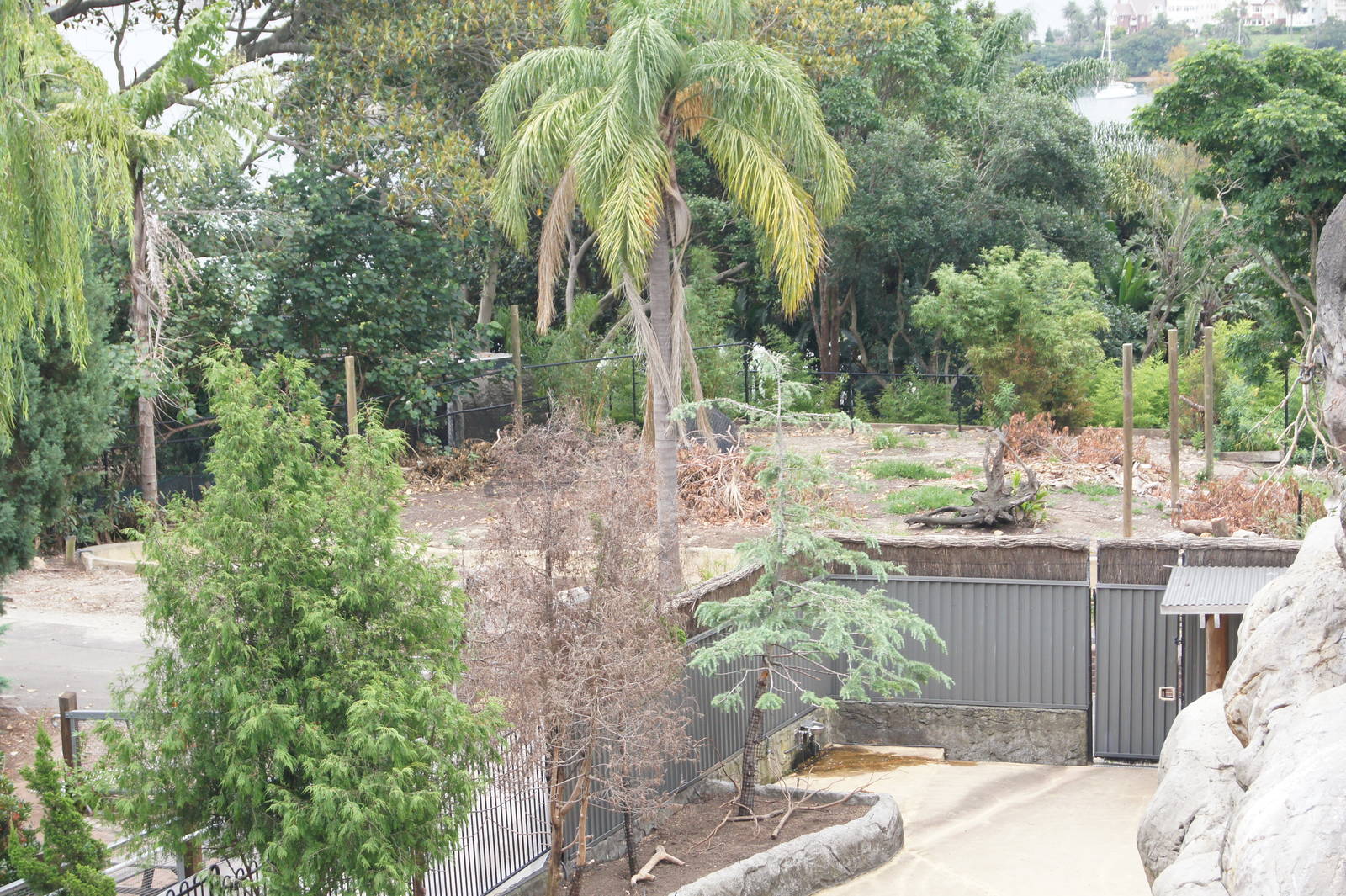 Sumatran Tiger Adventure progress