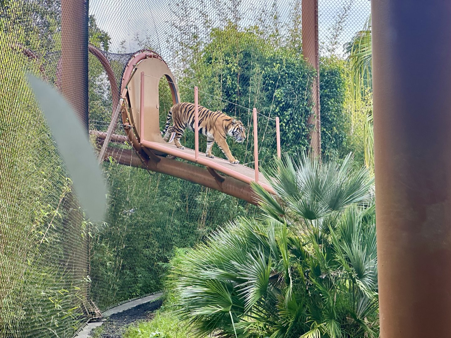Sumatran Tiger (Aerial Pathway)