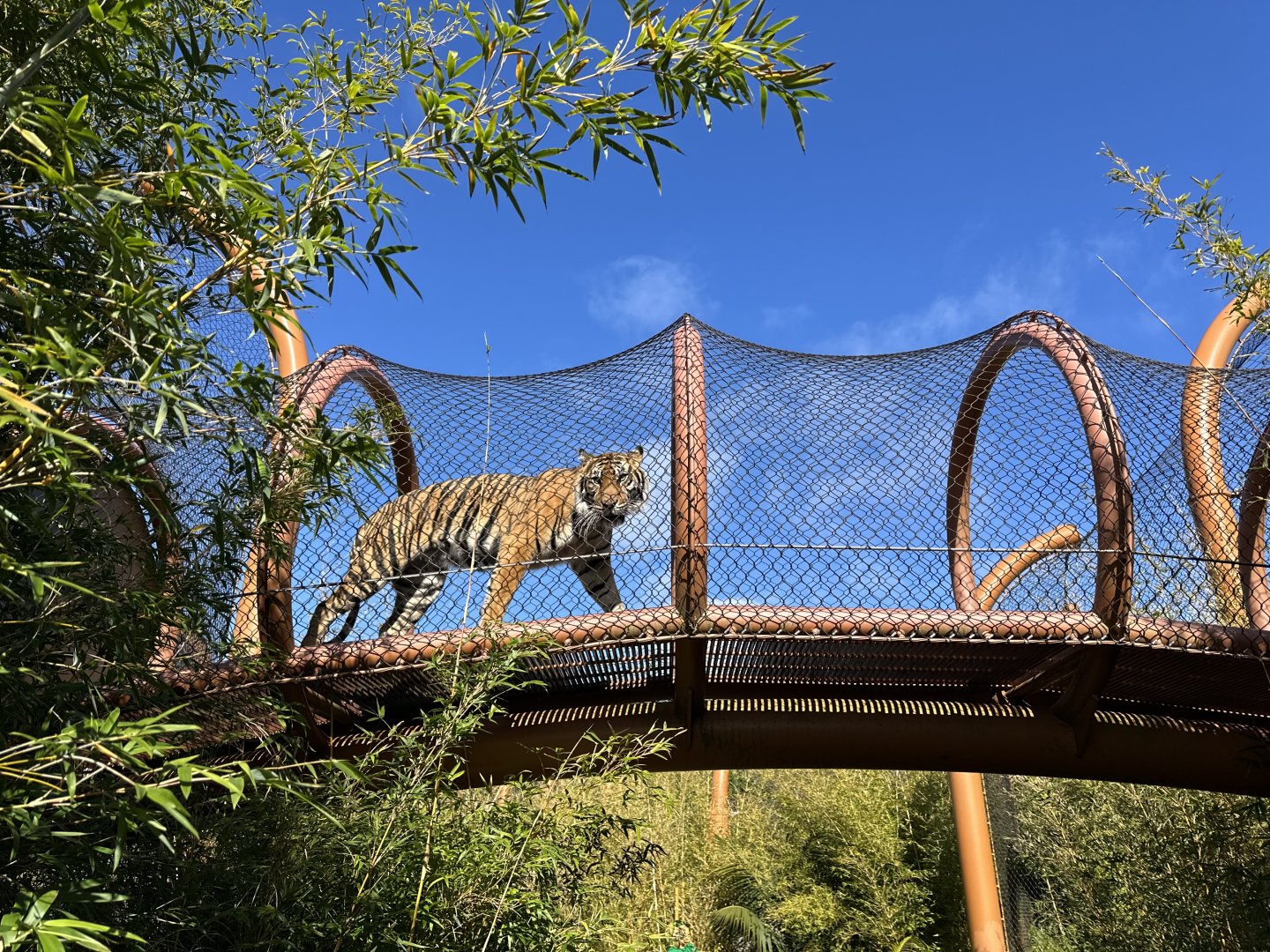 Sumatran Tiger (Aerial Pathway)