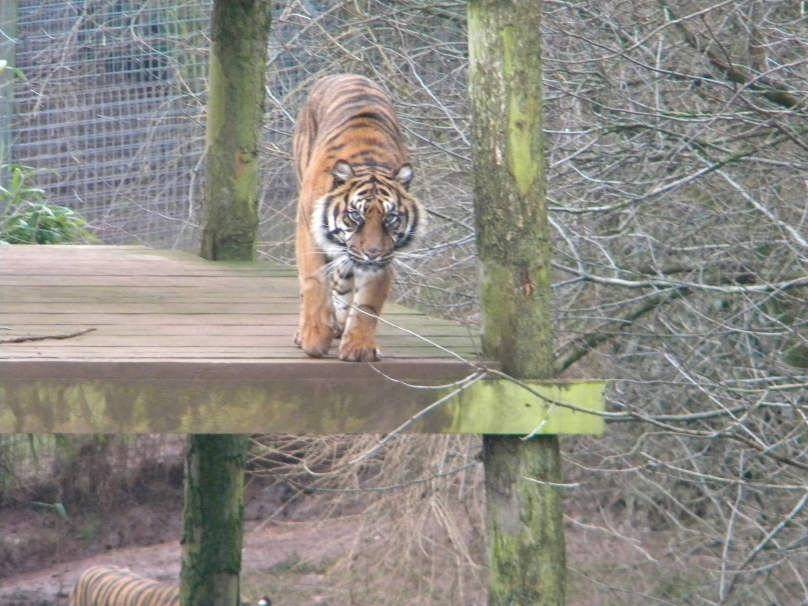 Sumatran Tiger Alisha.