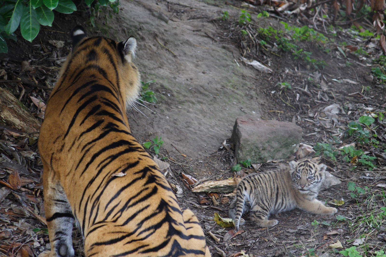 Sumatran tiger and cub, 28/11/11