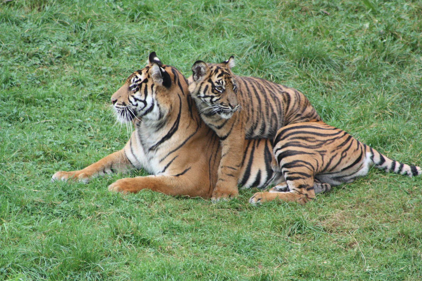 Sumatran Tiger and cub, 30th September 2014