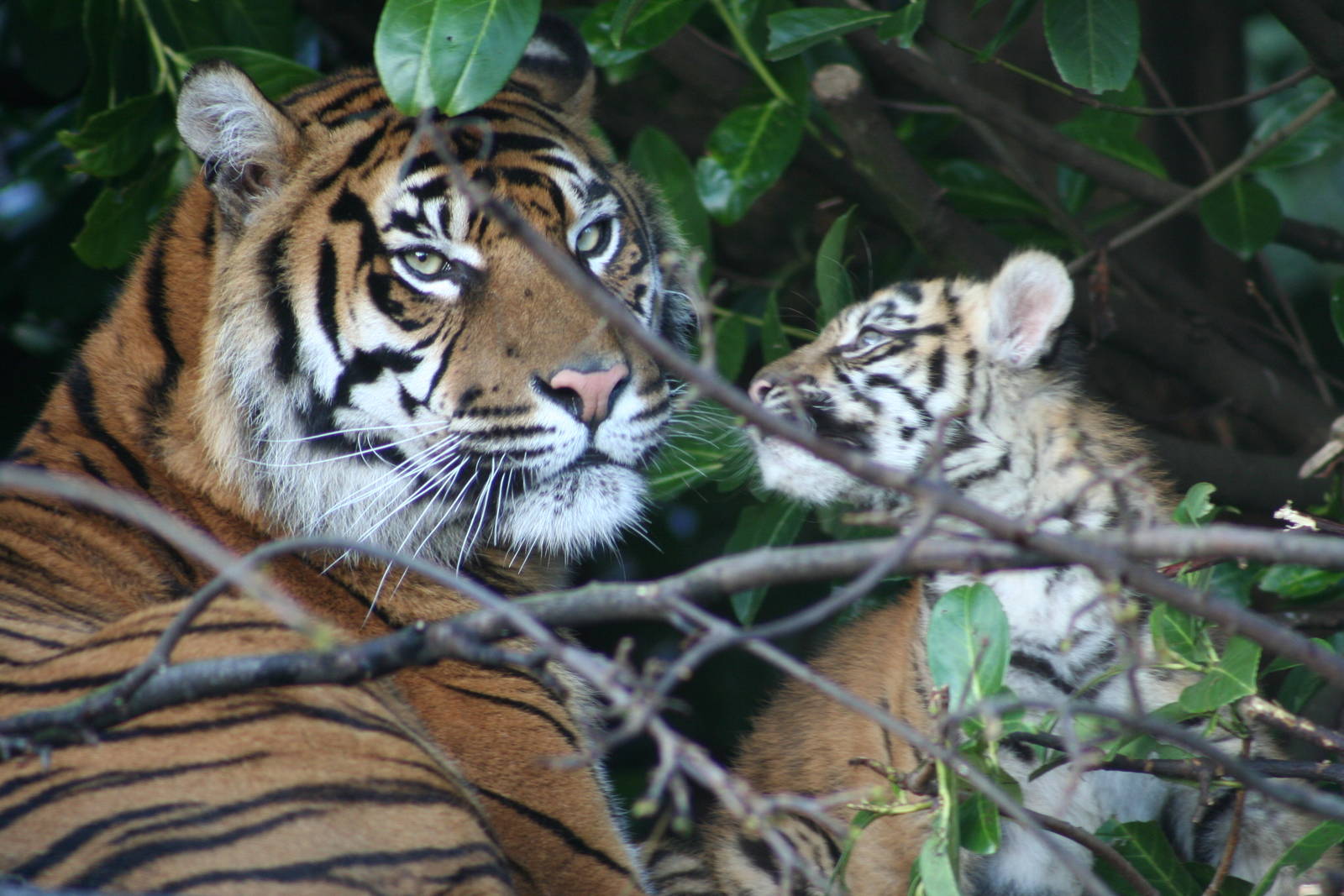 Sumatran Tiger and cub @ Chester; 26.01.2012