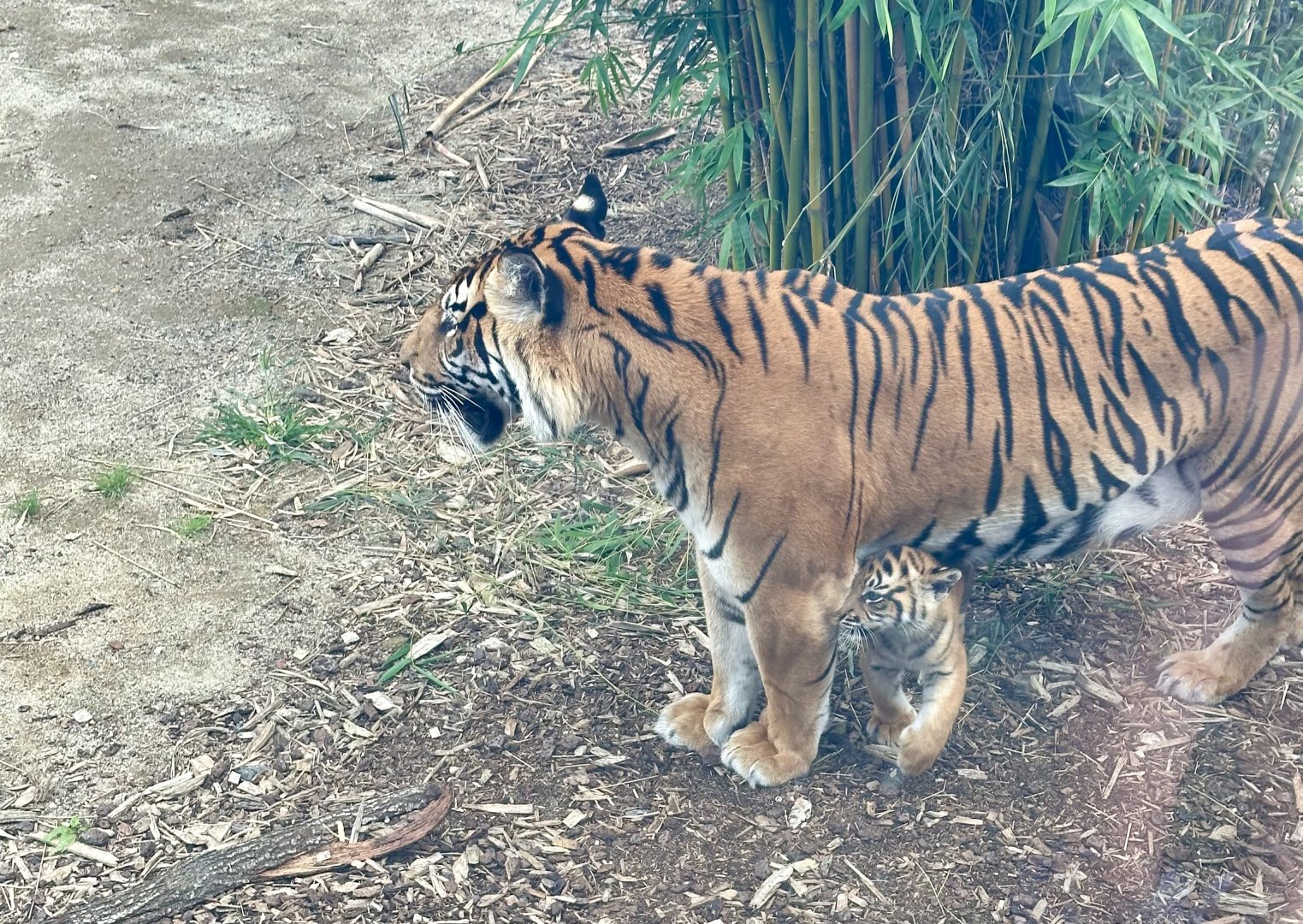 Sumatran tiger and cub