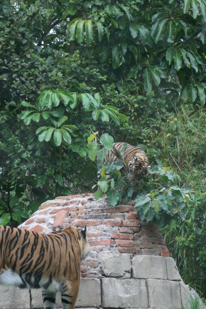 Sumatran Tiger and Cub