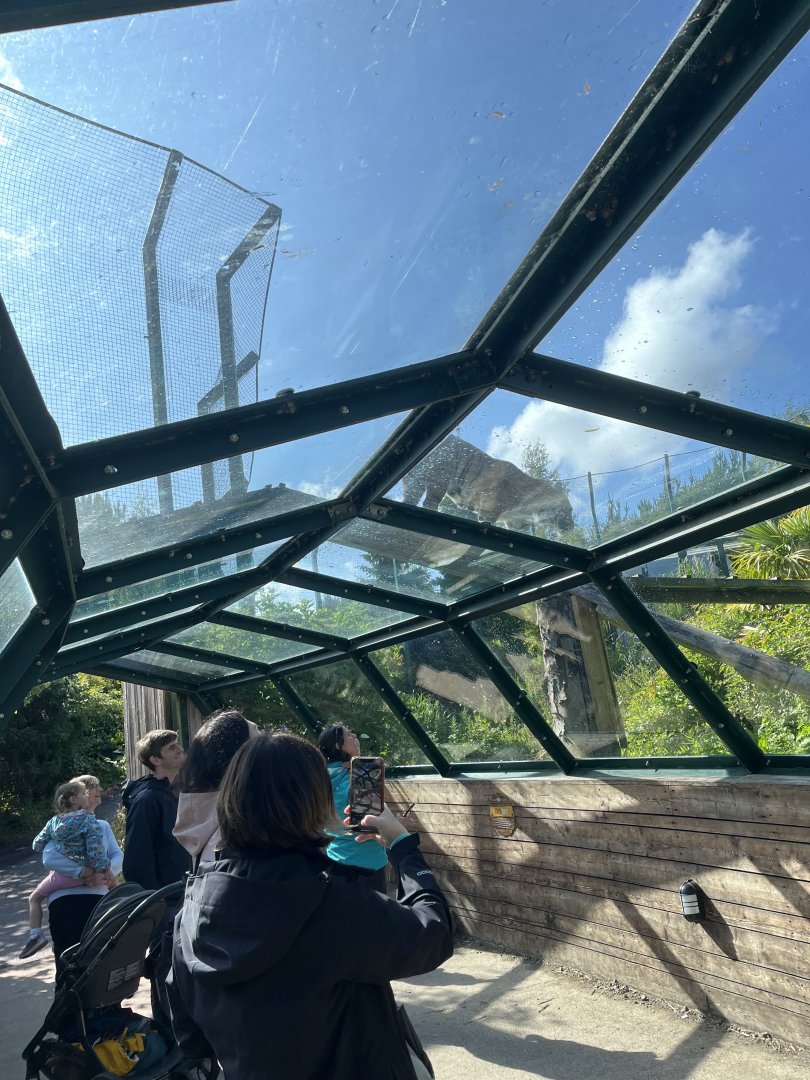 Sumatran tiger and visitors 22.6.25