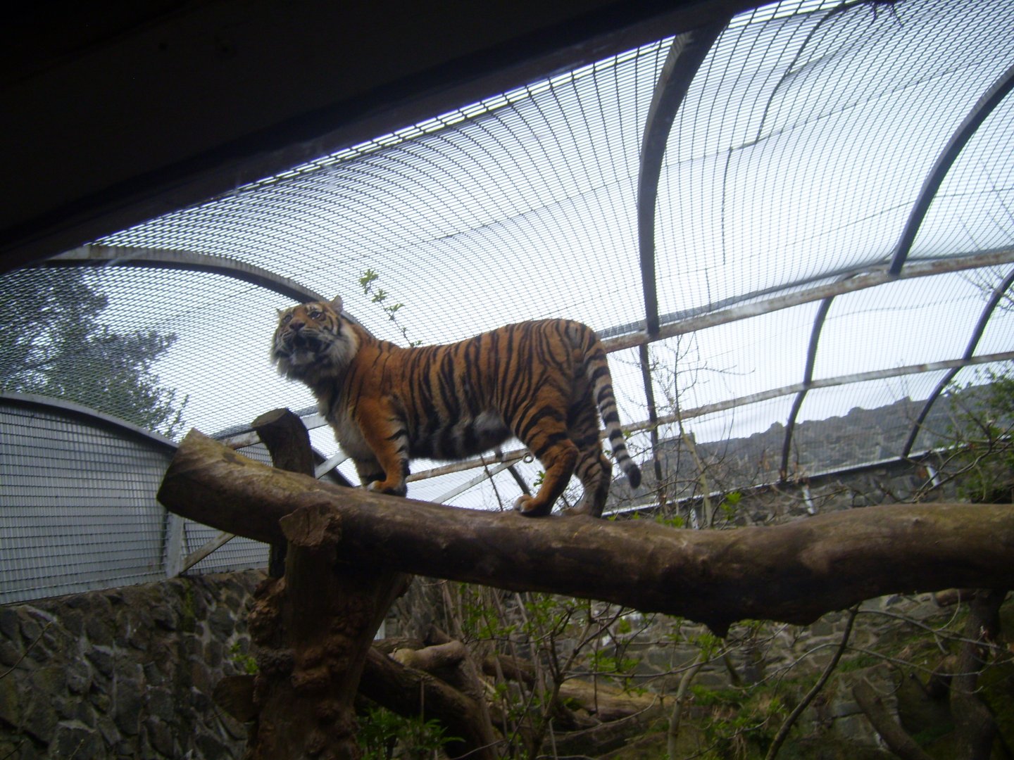 Sumatran Tiger, April 2009