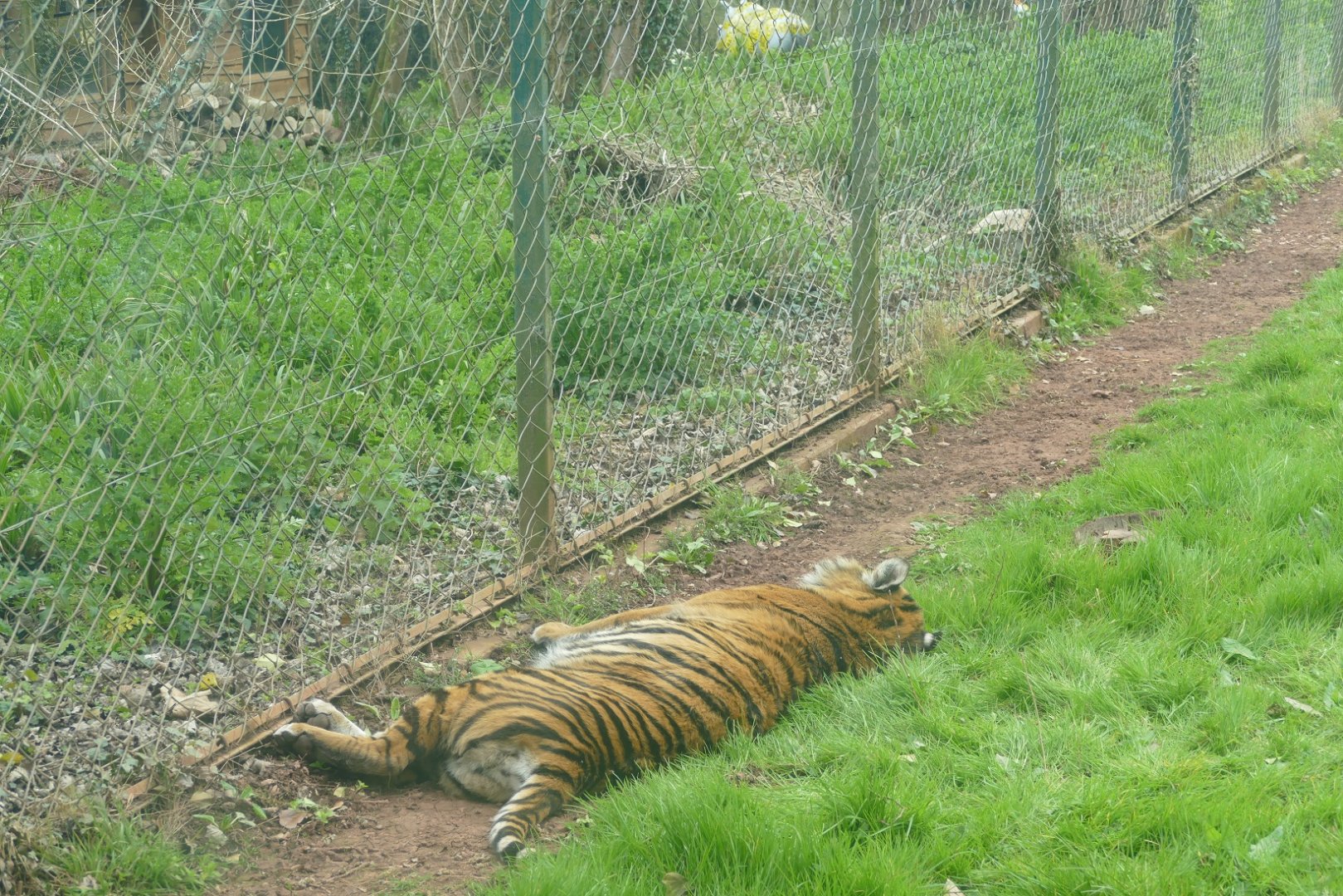 Sumatran Tiger, April 2022