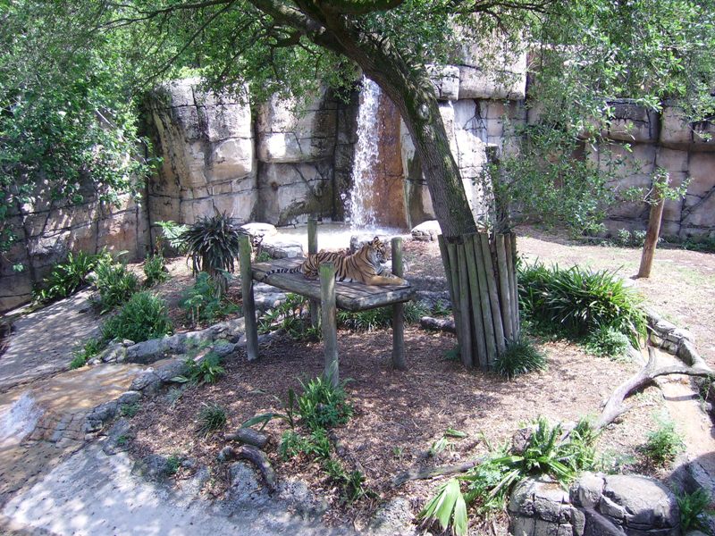 Sumatran Tiger - Asian Domain