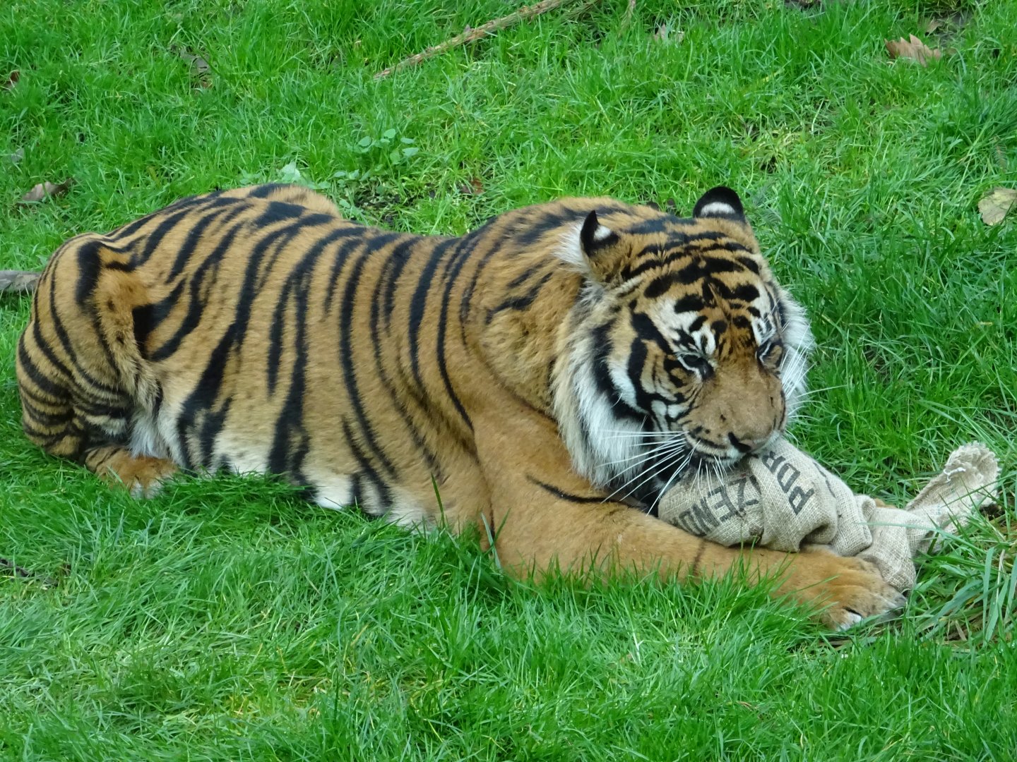 Sumatran Tiger - Asim