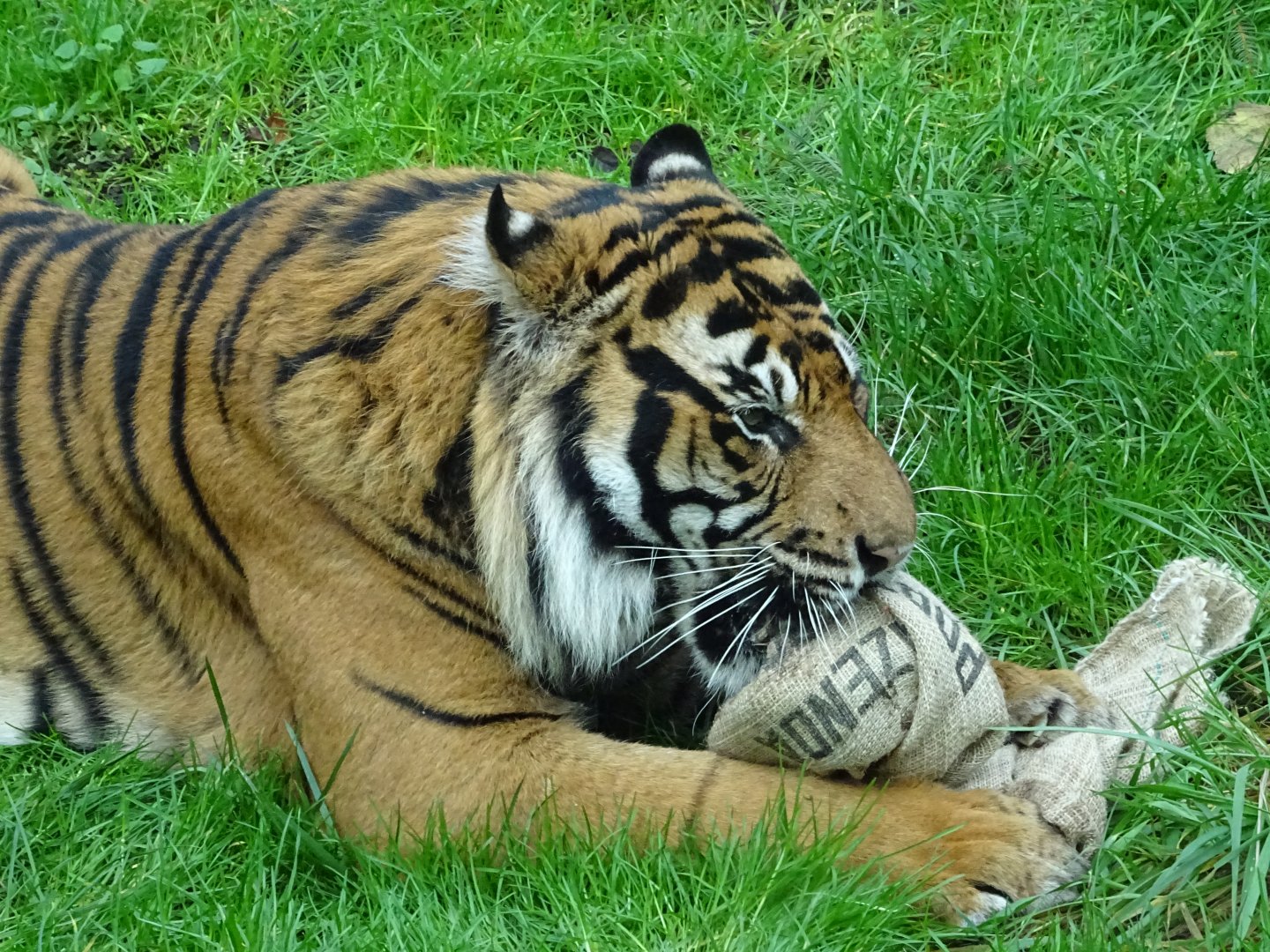 Sumatran Tiger - Asim