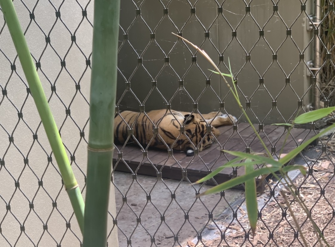 Sumatran Tiger asleep in western edge of Waterfall exhibit in Tiger Trek