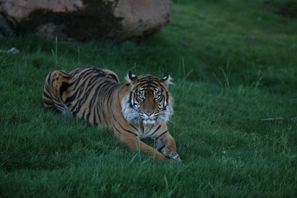 sumatran tiger at 6:29am