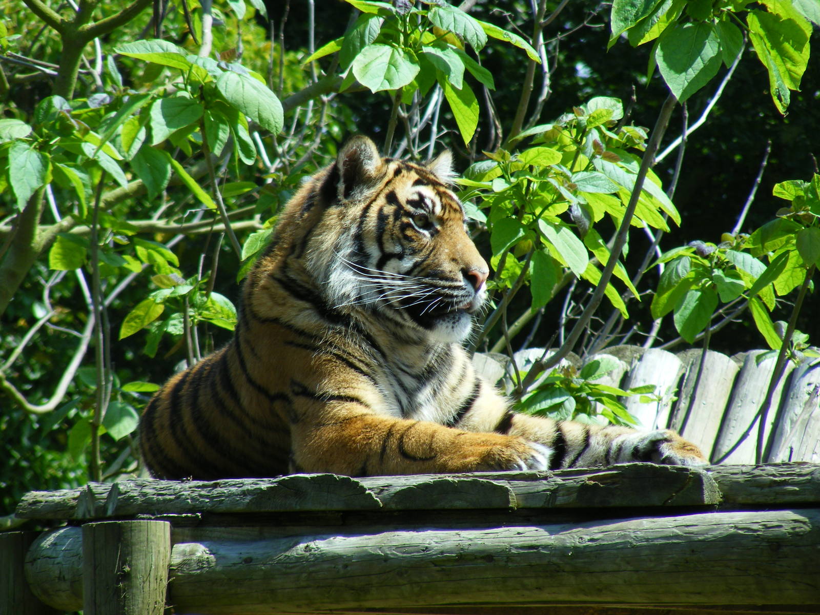 Sumatran tiger at Chessington Zoo, 24 May 2009