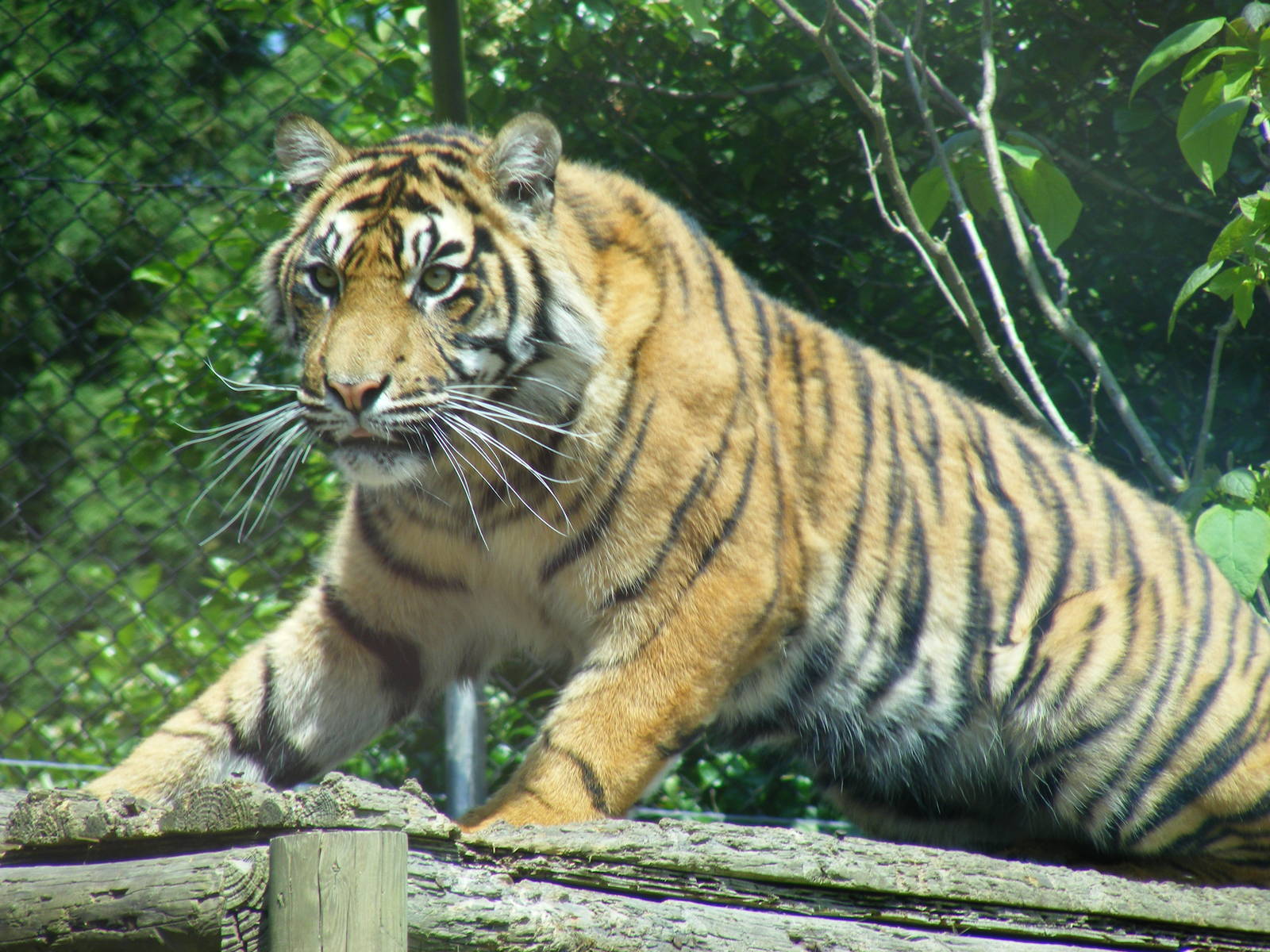 Sumatran tiger at Chessington Zoo, 24 May 2009