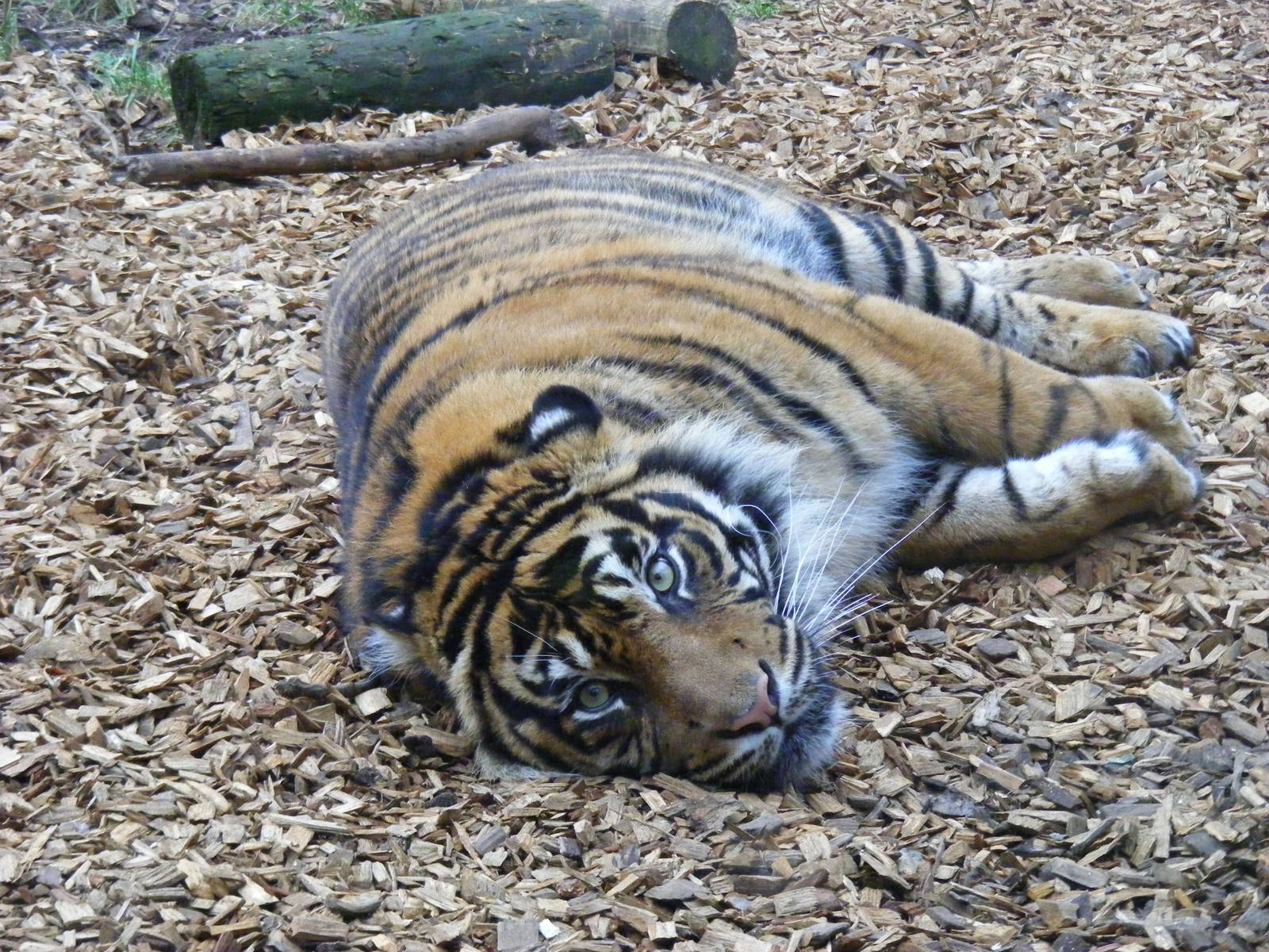 Sumatran tiger at Chessington Zoo, 6 February 2011