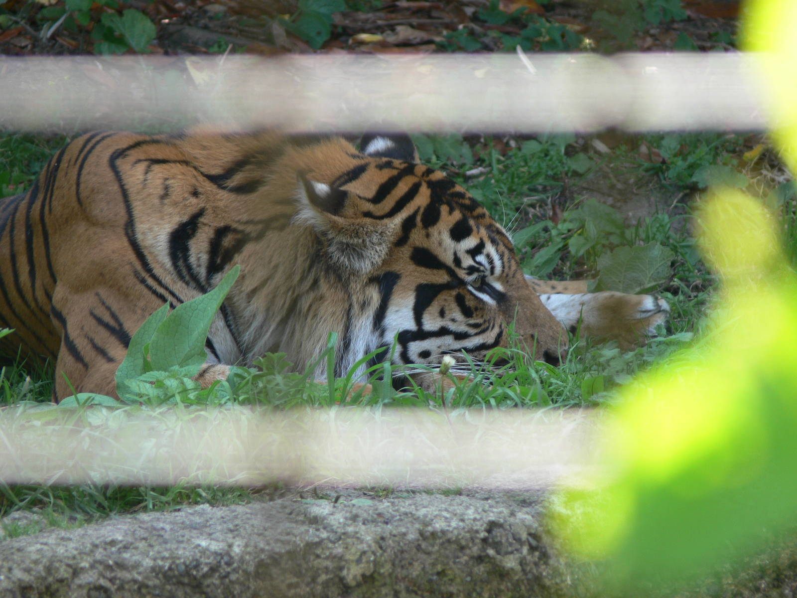 Sumatran Tiger at Chester, 23/07/14