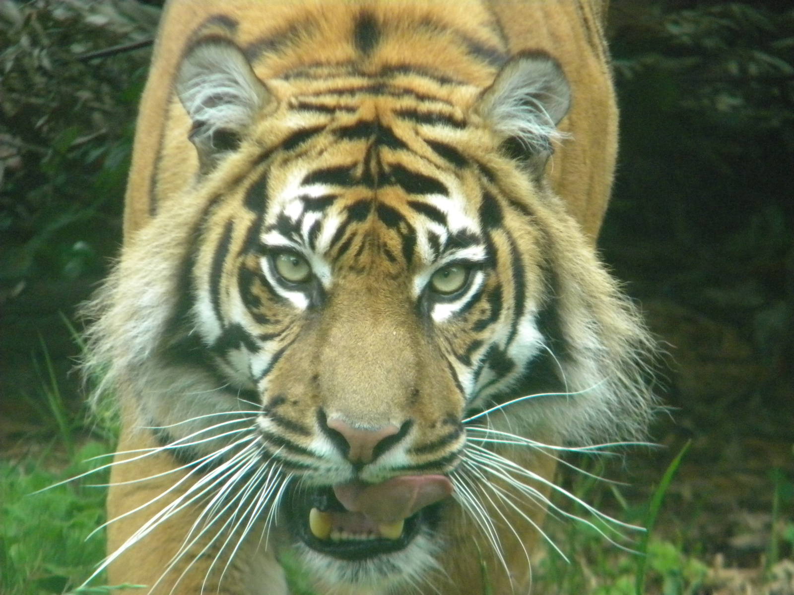 Sumatran Tiger at Chester Zoo 11/06/11