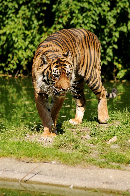 Sumatran tiger at Dortmund