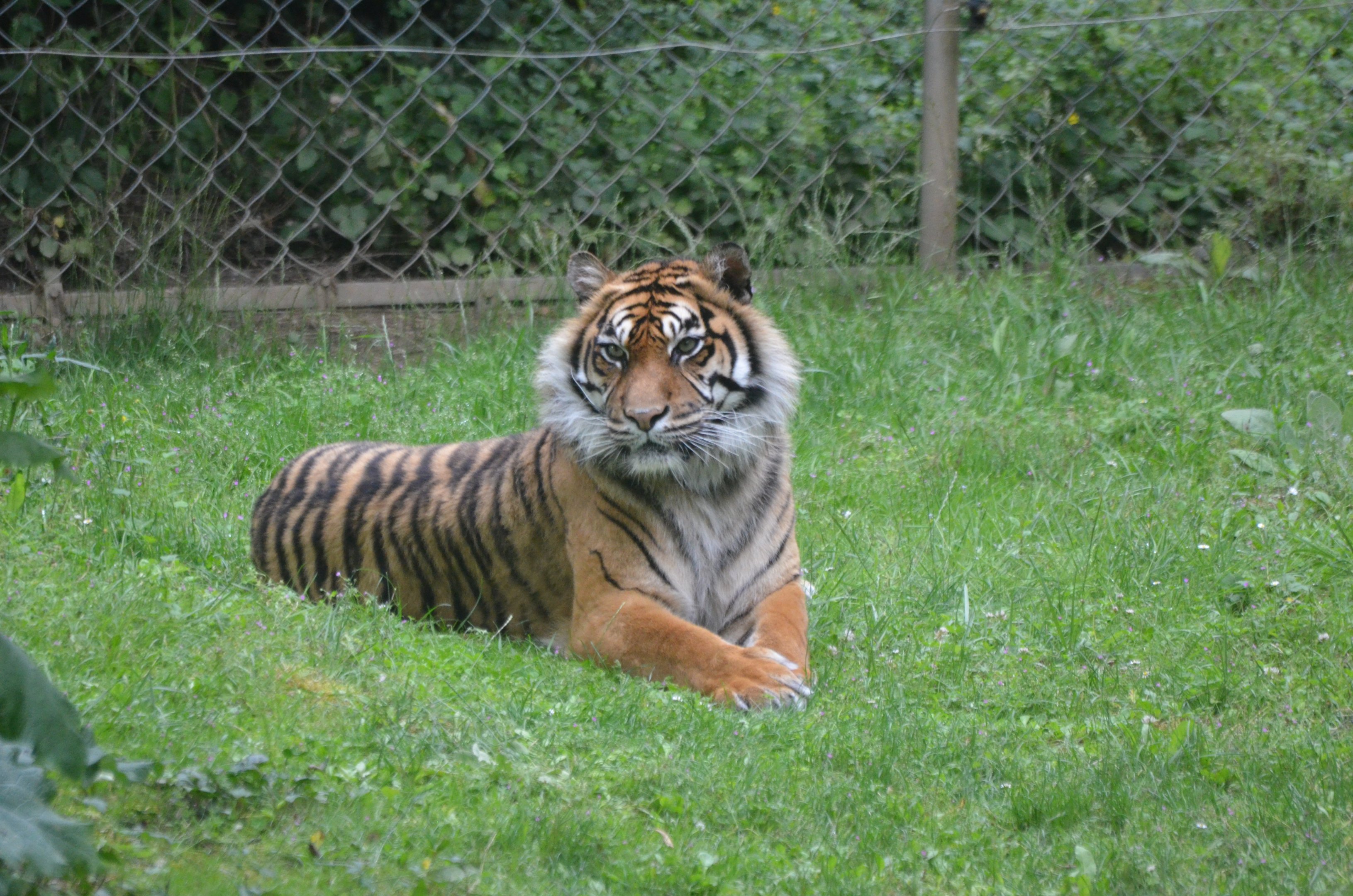 Sumatran Tiger at Doué-la-Fontaine, 15/06/18