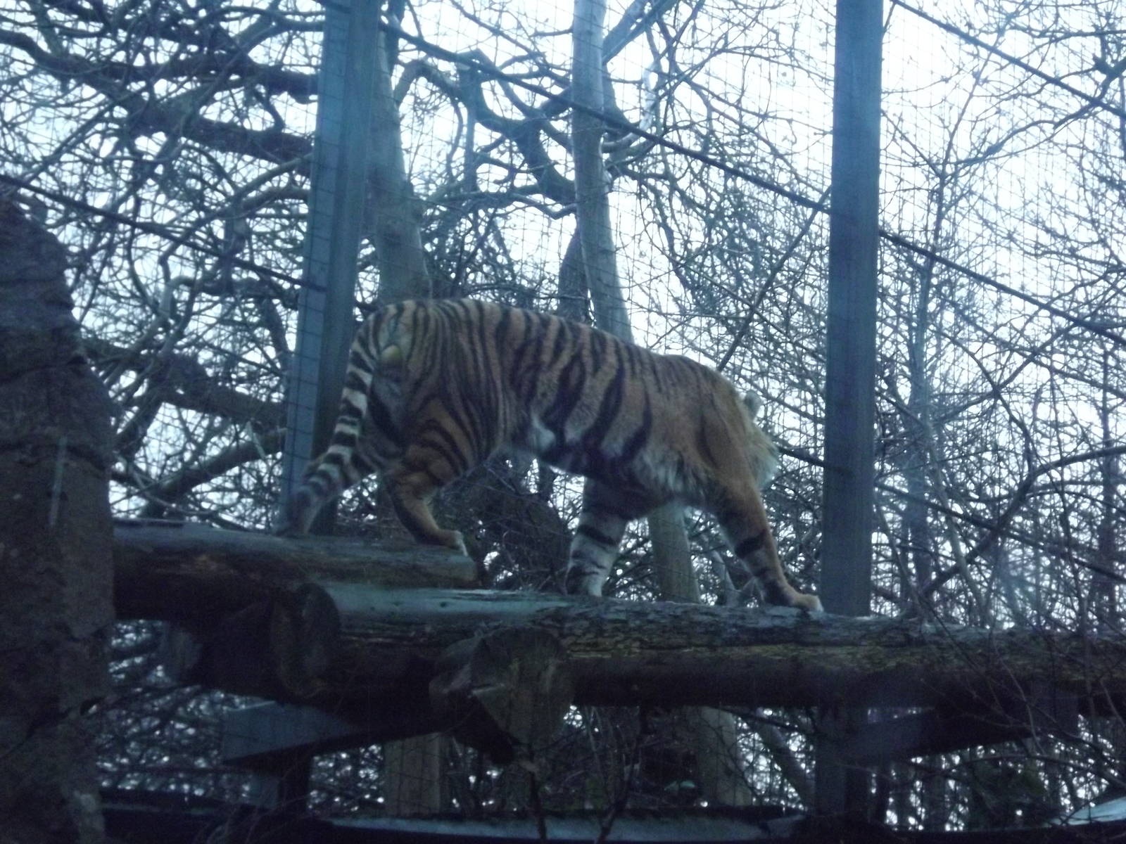 Sumatran tiger at Edinburgh Zoo 28/12/11