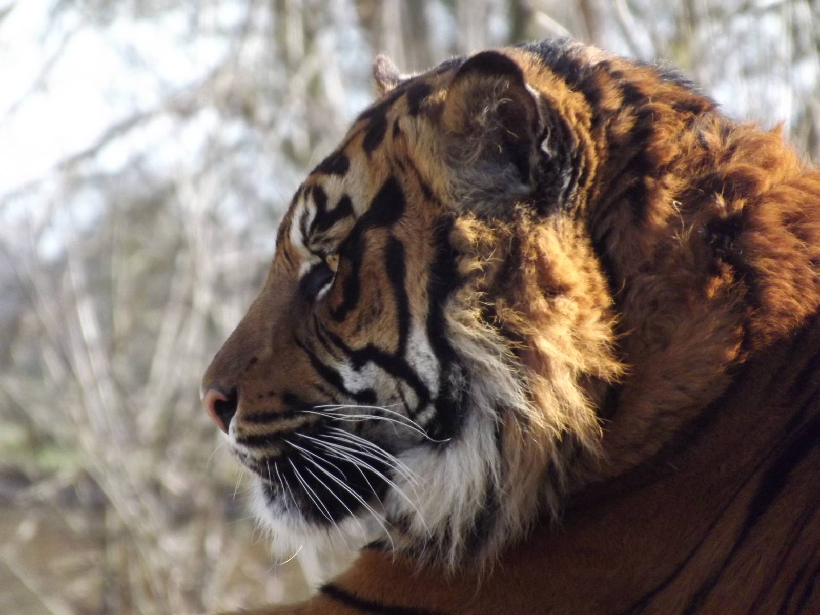 Sumatran Tiger at Flamingoland 19/02/12