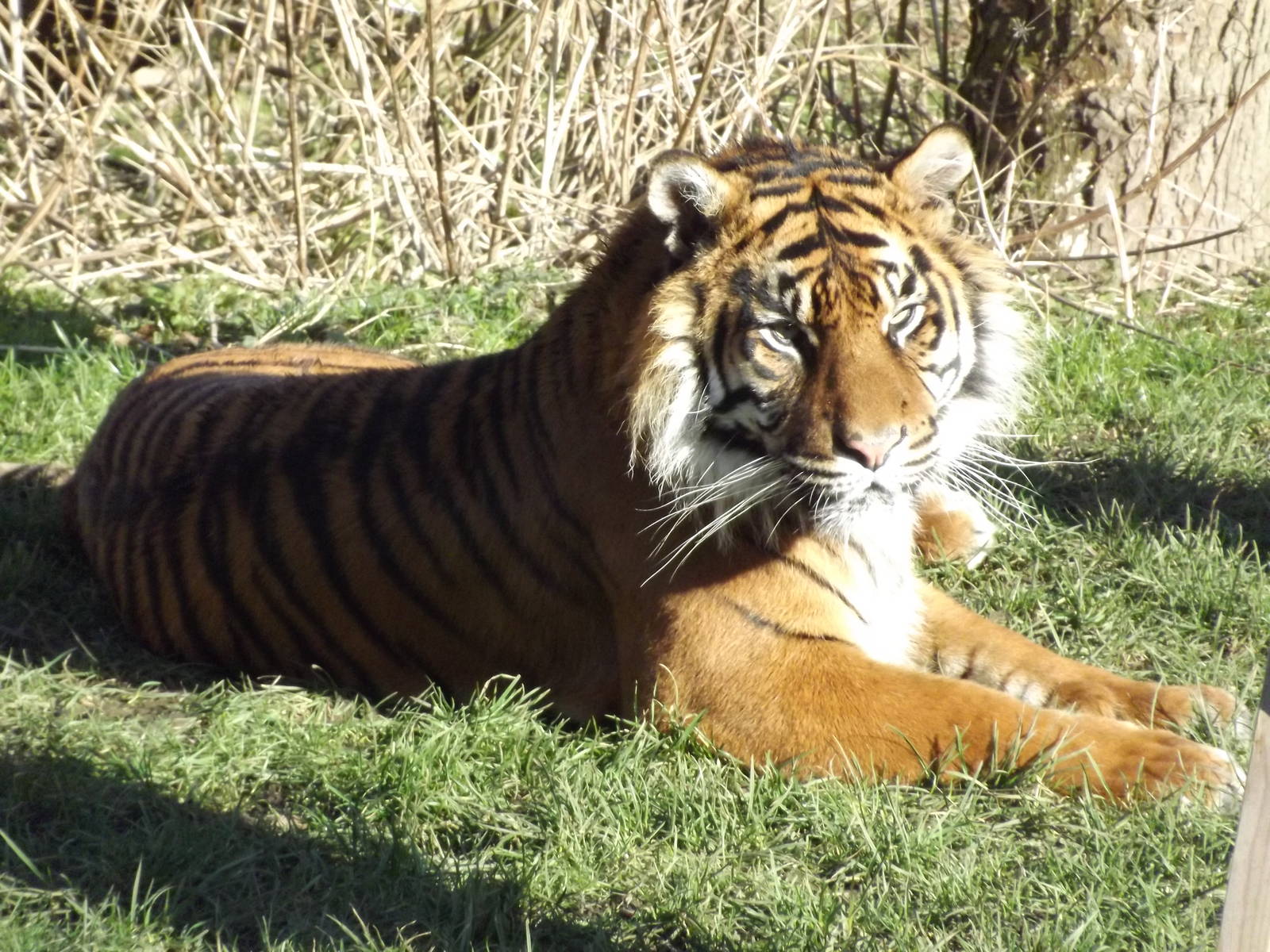 Sumatran Tiger at Flamingoland 19/02/12