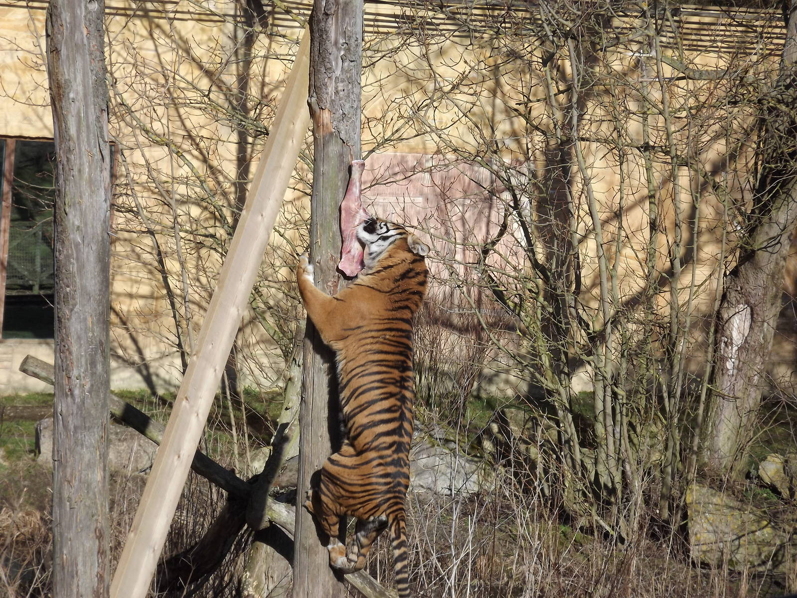 Sumatran Tiger at Flamingoland 19/02/12