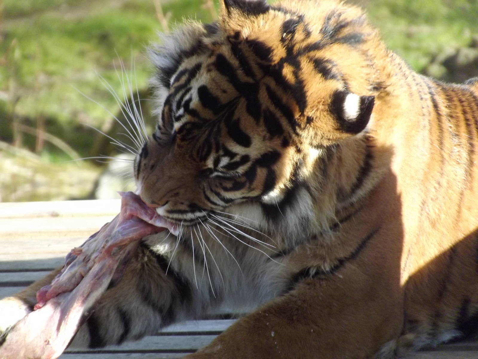Sumatran Tiger at Flamingoland 19/02/12
