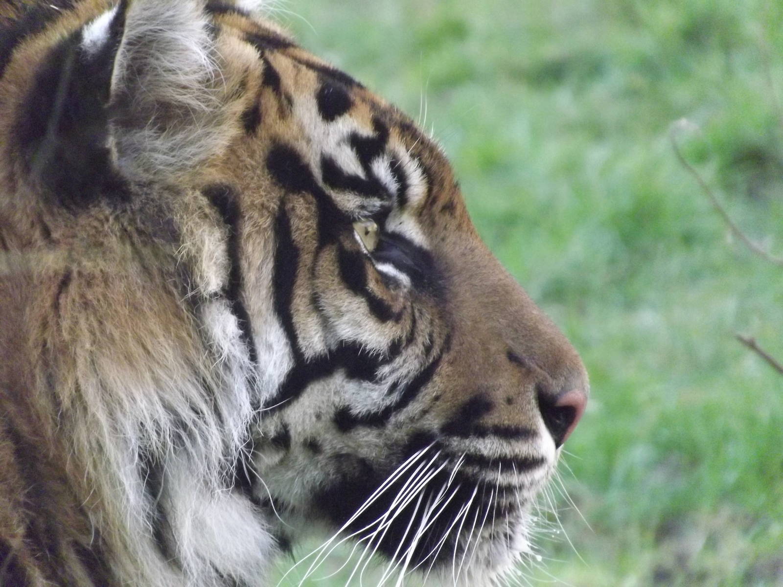 Sumatran Tiger at Flamingoland 19/02/12