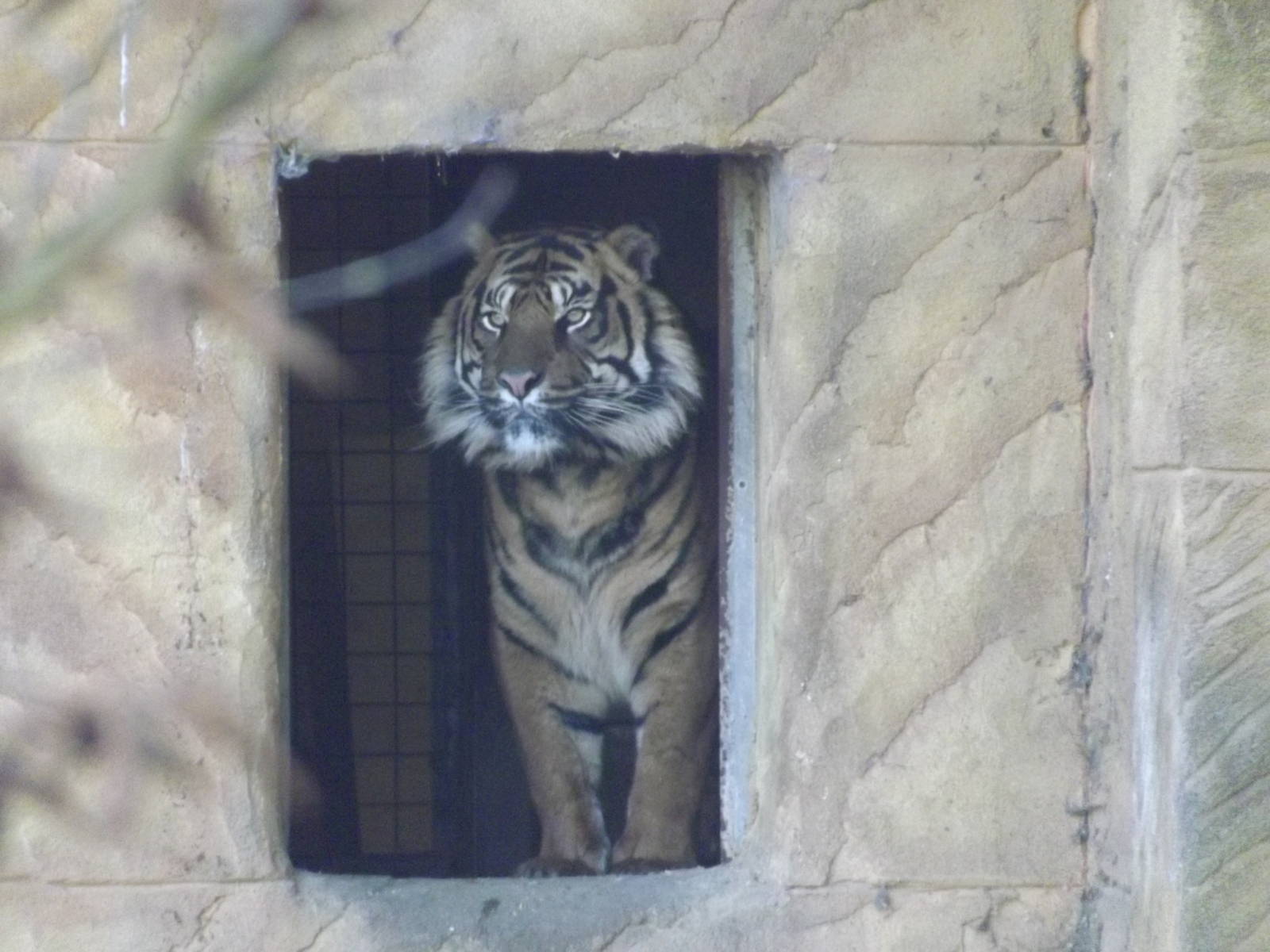 Sumatran Tiger at Flamingoland 19/02/12