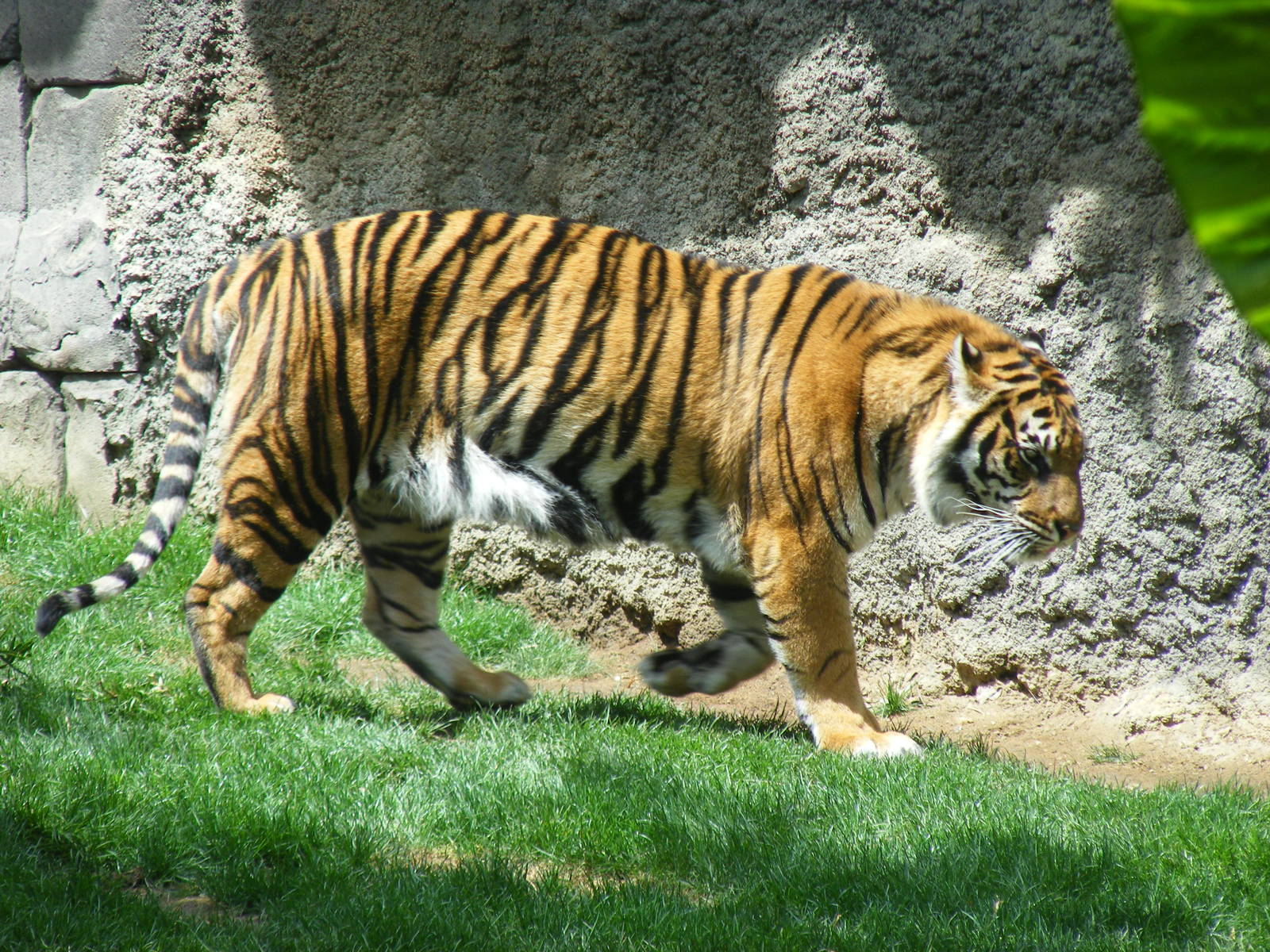 Sumatran tiger at Fuengirola Zoo, 30 April 2009