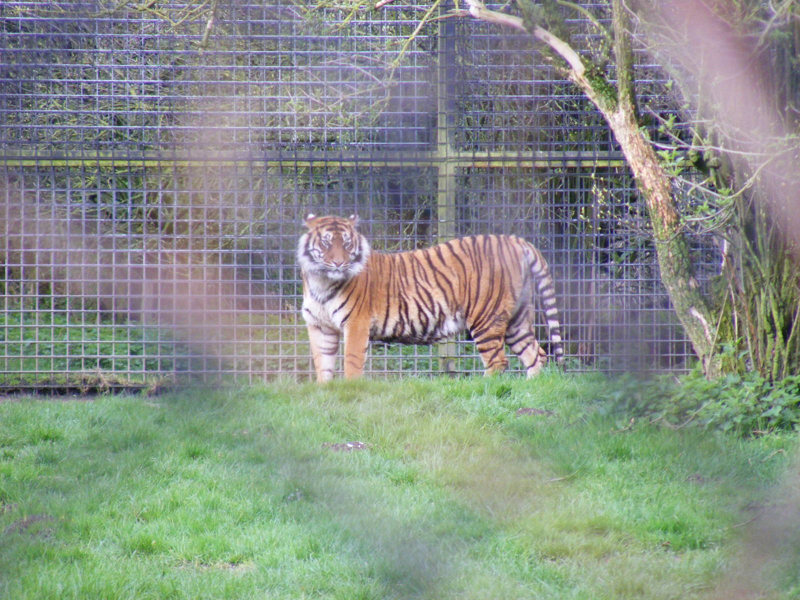 Sumatran tiger at Howletts Wild Animal Park, 3 April 2010