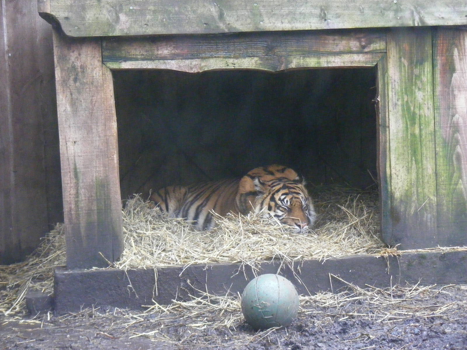 Sumatran tiger at London Zoo, 15 January 2011
