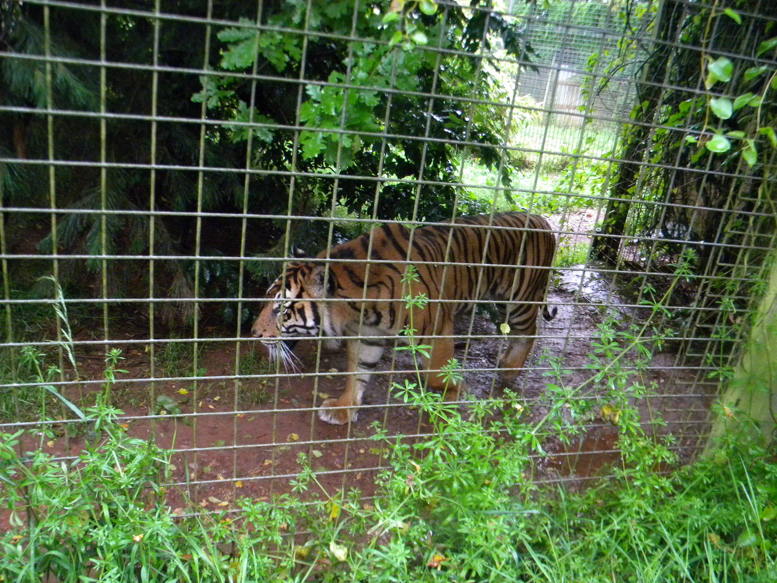 Sumatran Tiger at SLWAP 16/07/11