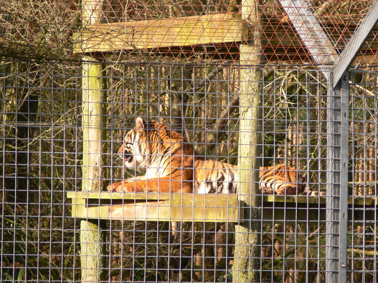Sumatran Tiger at South Lakes, 16/02/14