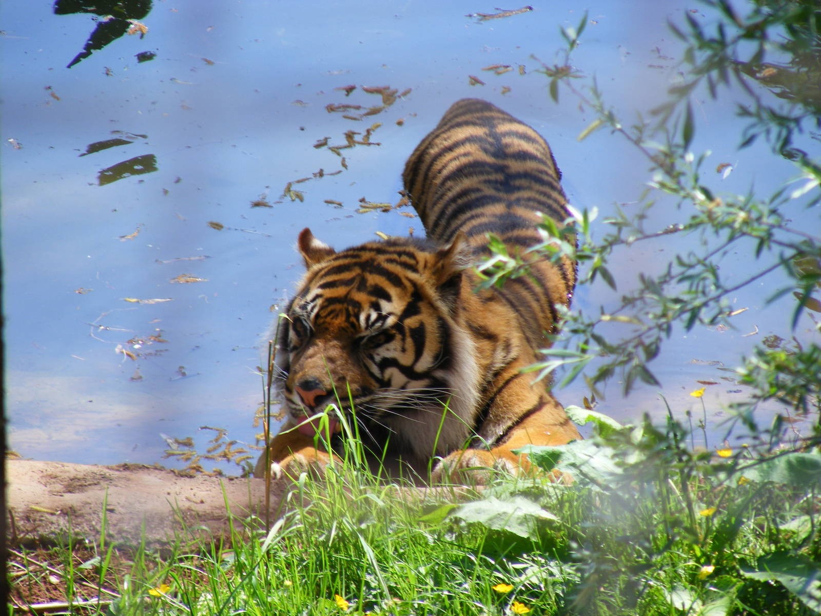 Sumatran tiger at South Lakes Wild Animal Park, 23 May 2010